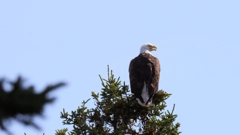 Beautiful large bald eagle rests on top of a large green pine tree Stock Footage 122408991