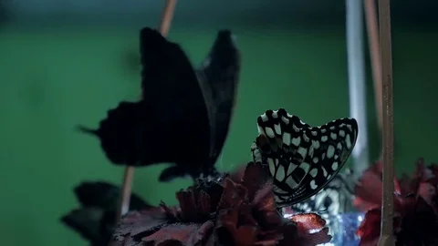 Beautiful large butterfly Stock Footage 83776239