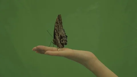 Beautiful large butterfly spread its wings, sitting on the palm Stock Footage 83775510