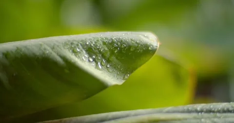Beautiful large drop after the rain.Drops of clean transparent water on leaves. Stock Footage 254198137