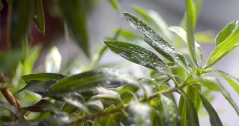 Beautiful large drop after the rain.Drops of clean transparent water on leaves. Stock Footage 254198200