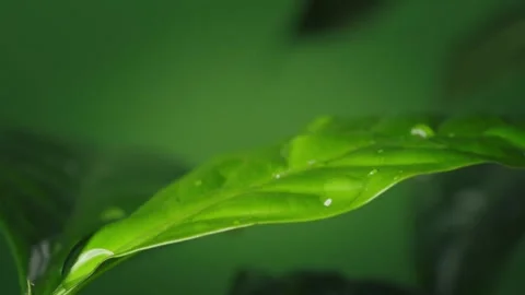 Beautiful large drops falling on green coffee leaf Stock Footage 237399723