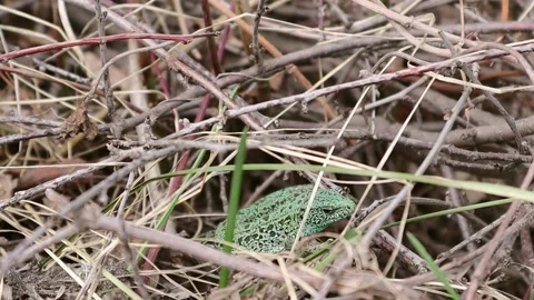 A beautiful large green lizard hides in dry branches and grass. Stock Footage 153511307