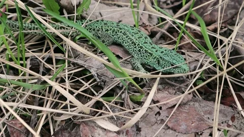 A beautiful large green lizard hides in dry branches and grass.  Stock Footage 153511373