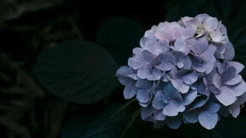 Beautiful large Hydrangea flower 4K Stock Footage 167810612
