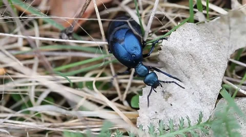 Beautiful large iridescent beetle Stock Footage 51003792