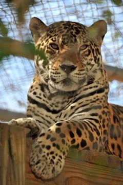 Beautiful large leopard in captivity C Stock Photos