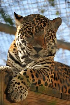 Beautiful large leopard in captivity D Stock Photos