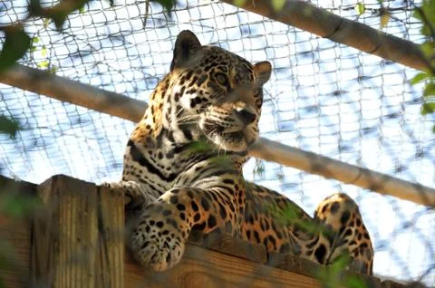 Beautiful large leopard in captivity J Stock Photos