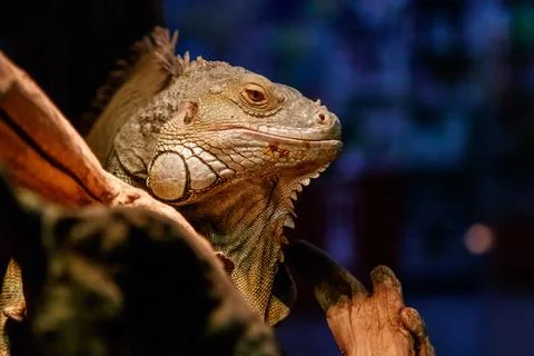 Beautiful large lizard iguana Stock Photos
