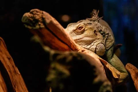 Beautiful large lizard iguana Stock Photos