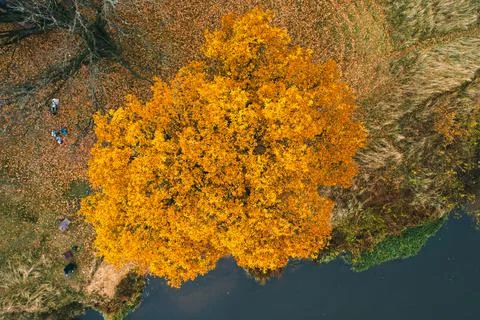 Beautiful large oak tree by the river. Autumn picnic under the tree. Drone Stock Photos