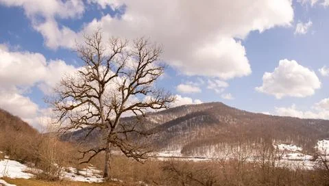 A beautiful large oak tree in winter. Stock Photos