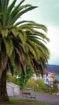 A beautiful, large palm tree stands in a tranquil park in the charming town o Stock Photos