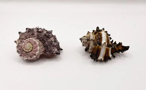 Beautiful large seashells in close-up on a white background Stock Photos