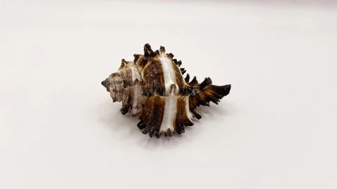 Beautiful large seashells in close-up on a white background Stock Photos