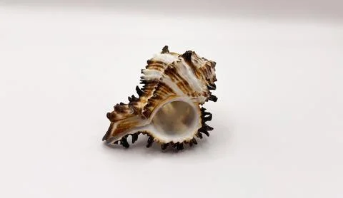 Beautiful large seashells in close-up on a white background Stock Photos