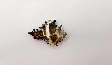 Beautiful large seashells in close-up on a white background Stock Photos