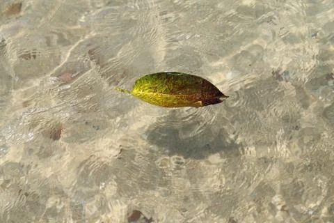 Beautiful large sheet Stock Photos