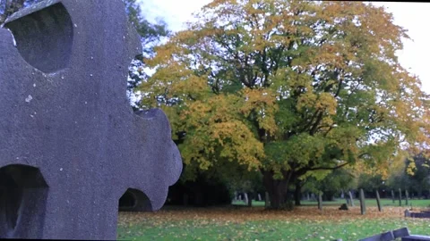 Beautiful large tree surrounded by fallen yellowing leaves Stock Footage 254745280