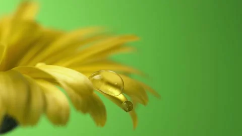 Beautiful large water drop falling from flower petal Stock Footage 196825515