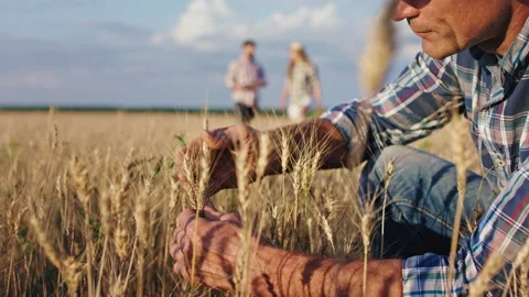 Beautiful large wheat field old man farmer working concentrated he analyzing the Stock Footage 147487618