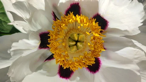 Beautiful large white tree peony flower Blooming Tree peony flower large petals Stock Footage 280303876