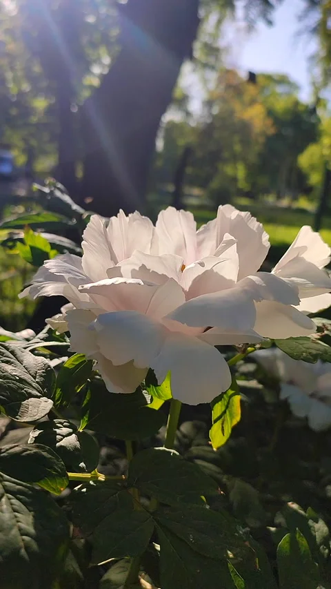 Beautiful large white tree peony flower Blooming Tree peony petals Vertical Stock Footage 280304031