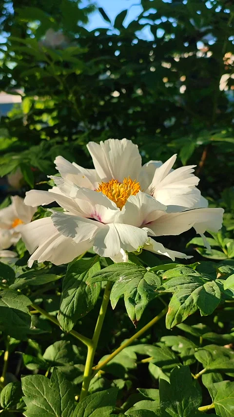 Beautiful large white tree peony flower Blooming Tree peony petals Vertical Stock Footage 280304110