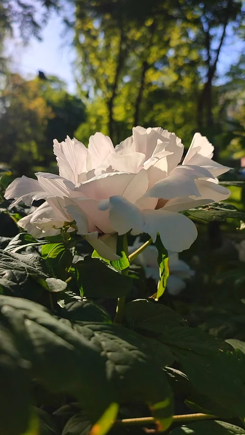 Beautiful large white tree peony flower Blooming Tree peony petals Vertical Stock Footage 281345288