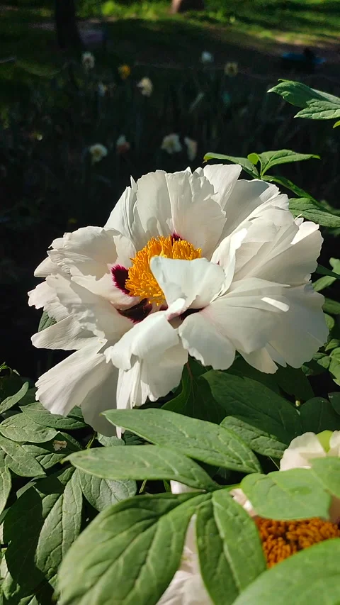 Beautiful large white tree peony flower Blooming Tree peony petals Vertical Stock Footage 284026392