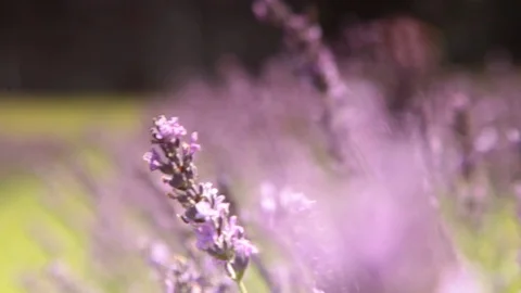 Beautiful lavander field whit light wind close up Stock Footage 112951833