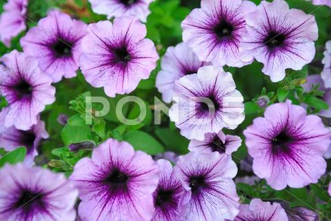 Beautiful lavender colored flowers Stock Photos