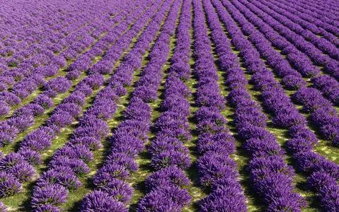 Beautiful lavender field, 3d rendering illustration Stock Illustration
