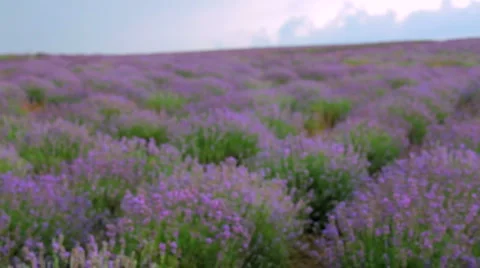 Beautiful lavender field Video stock 1456662