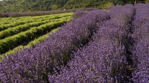 Beautiful Lavender Field Stock Footage 7906894