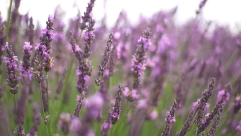 Beautiful Lavender Field Stock Footage 111823318