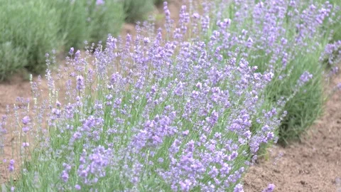 Beautiful lavender field. 库存影片 328455489