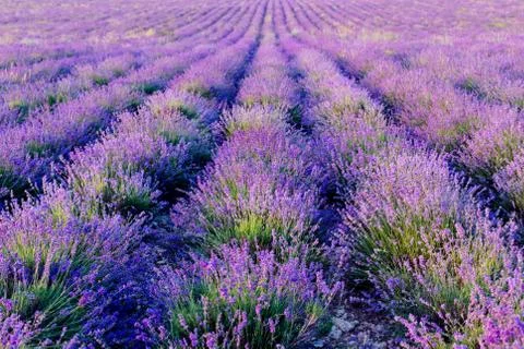 Beautiful lavender field rows Stock Photos