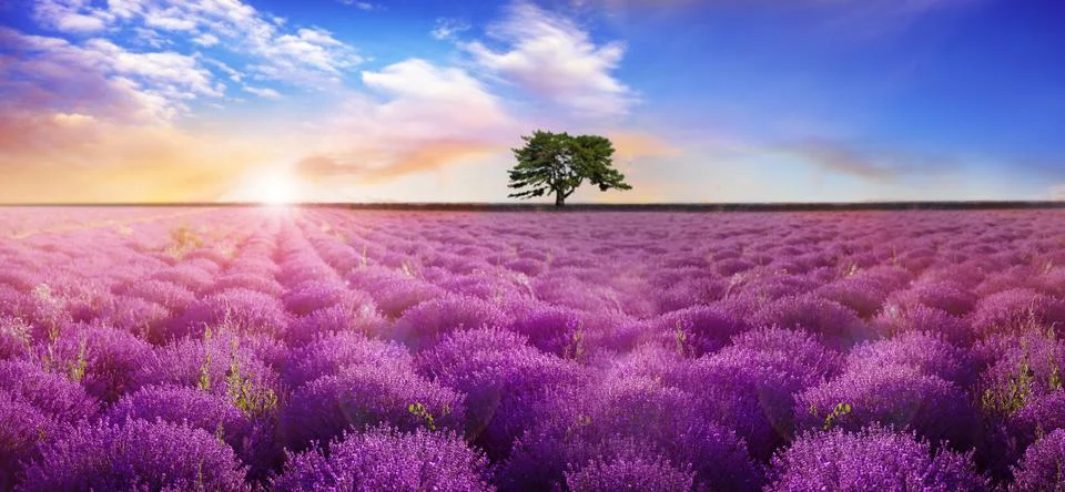 Beautiful lavender field with single tree under amazing sky at sunrise. Banne Stock Photos