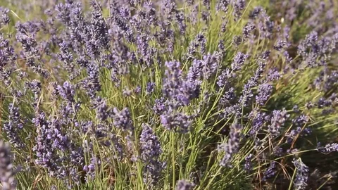 Beautiful Lavender Field in the Wind Stock Footage 70505050