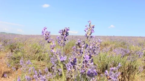 Beautiful Lavender Field in the Wind Stock Footage 70505261