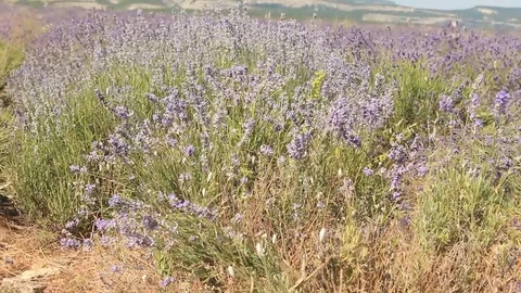 Beautiful Lavender Field in the Wind Stock Footage 70505275