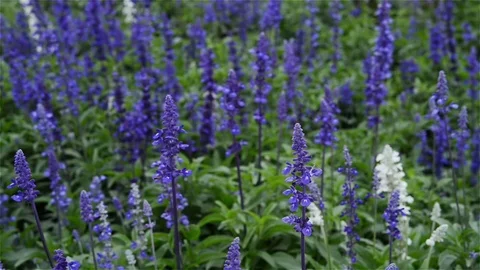 Beautiful lavender field in the wind Stock Footage 84810427