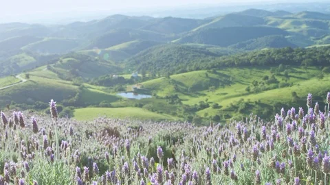 Beautiful lavender fields with bees pollinating flowers Vídeo Stock 98538353