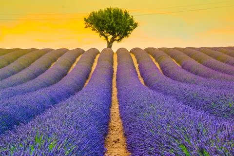 Beautiful lavender fields during sunset fields in Valensole, Provence, France Stock Photos