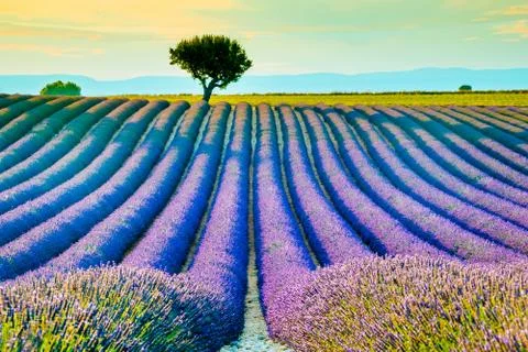 Beautiful lavender fields during sunset fields in Valensole, Provence, France Stock Photos