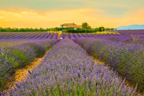 Beautiful lavender fields during sunset fields in Valensole, Provence, France Stock Photos