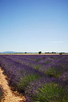 Beautiful Lavender Fields Spread Out Beneath a Clear Blue Sky Stock Photos