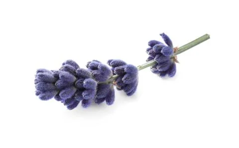 Beautiful lavender flower isolated on white. Fresh herb Stock Photos